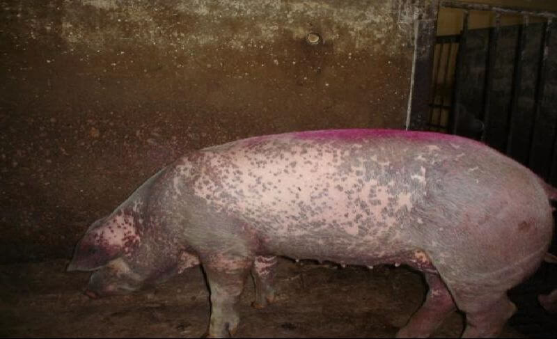 Рожа у свиней: симптомы и лечение в домашних условиях, фото