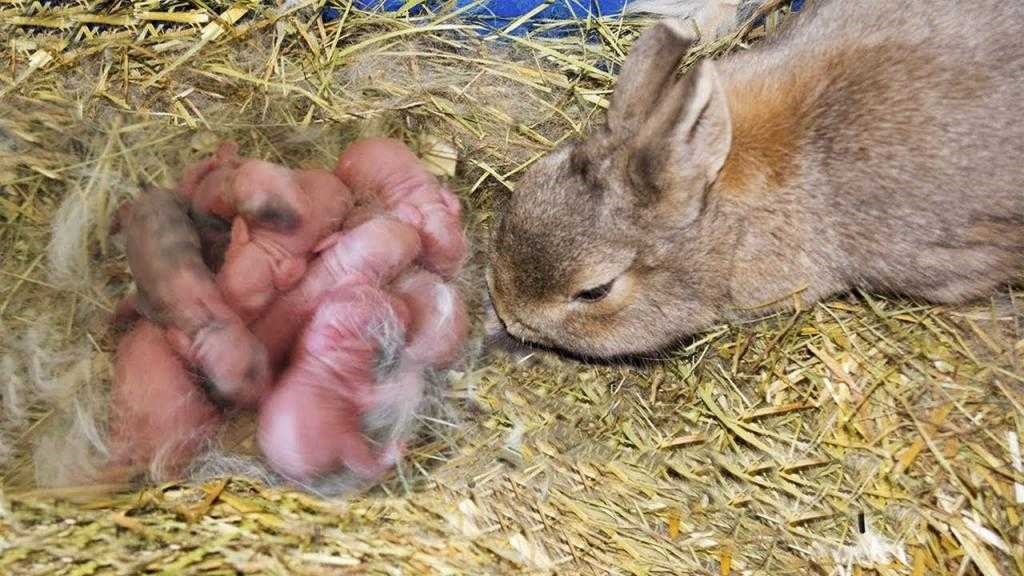 Сколько длится беременность у кроликов: все о сукрольности