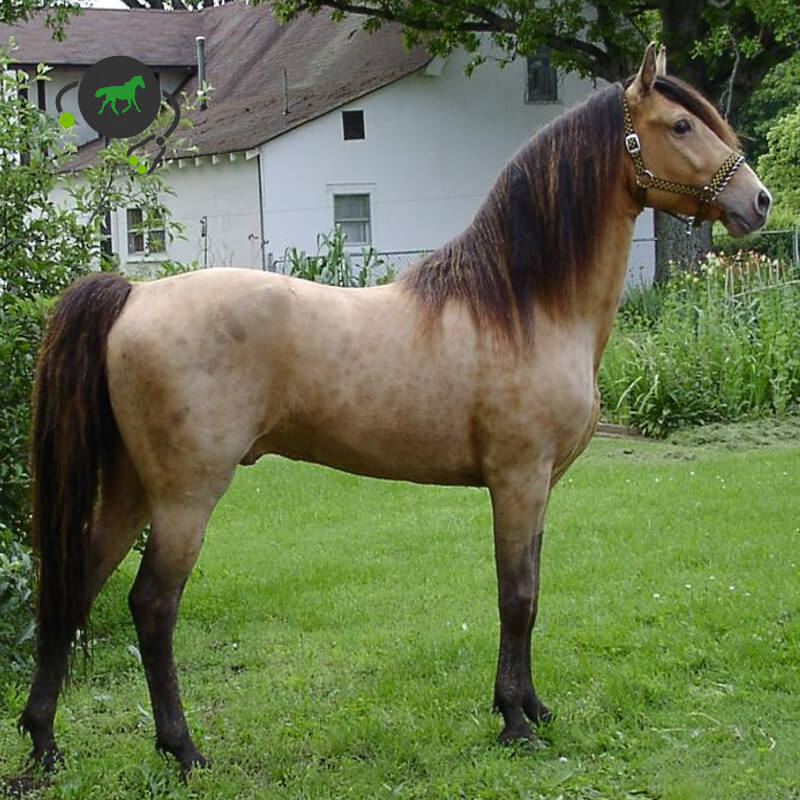Лошадиные масти: описание лошадей белой, караковой, черной, коричневой, рыжей мастей