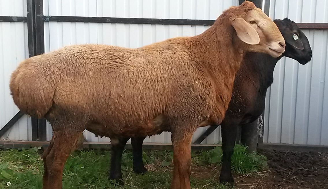 О гиссарской породе овец: характеристика, содержание и разведение баранов