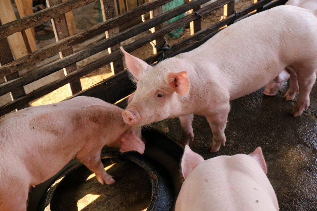 Свиньи породы ландрас: характеристика, фото, отзывы