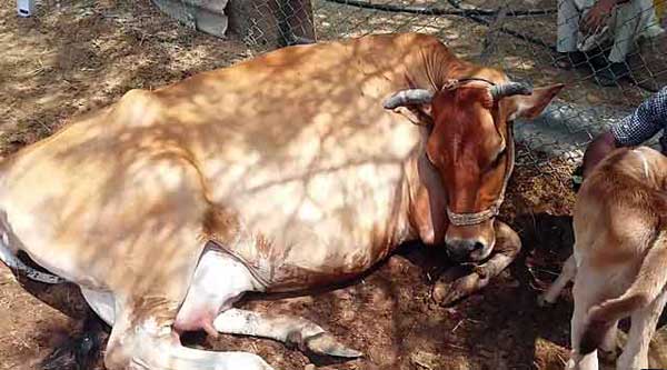 Послеродовой парез у коров: причины, симптомы и лечение, профилактика