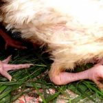 Почему цыплята и куры падают на ноги, причина и лечение болезни на видео