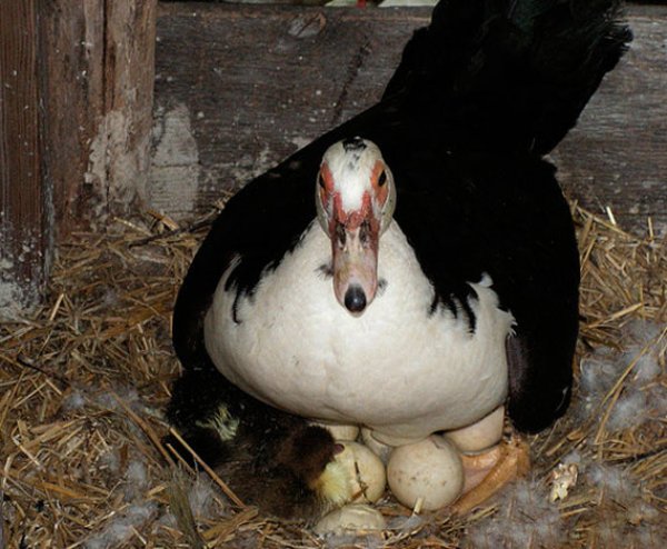 Сколько дней утка сидит на яйцах до появления утят