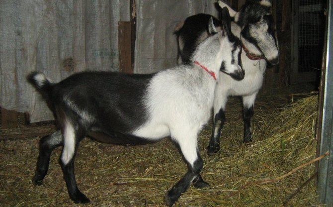 Общая характеристика коз породы ламанча и правила их содержания