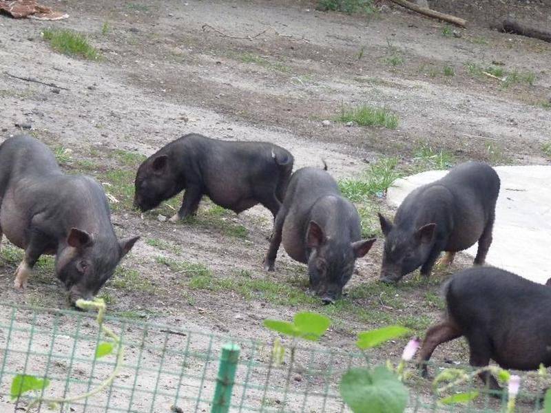 Кормление вьетнамских свиней и рацион питания