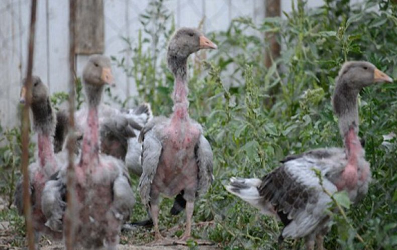 Почему утки выщипывают перья до крови друг у друга - дневник садовода amparagroup.ru