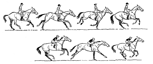 Основы движения лошади: аллюры