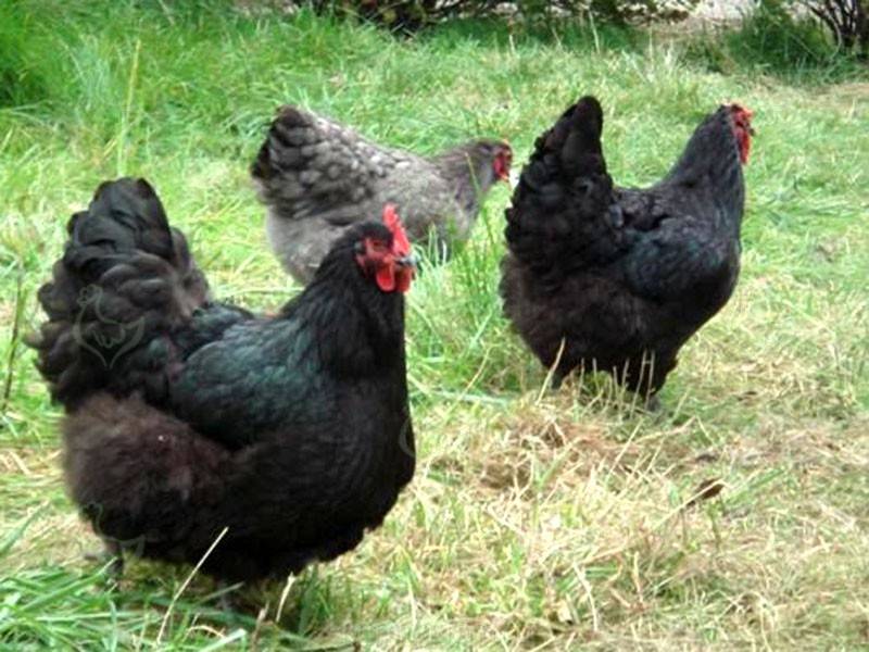 Курицы породы джерсийский гигант: особенности содержания и разведения
