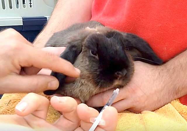Стоматит у кроликов: причины, симптомы и методы лечения