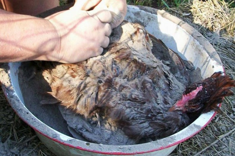 ✅ как избавить кур и цыплят от пероеда, блох, вшей (чем обработать, лечение) - tehnomir32.ru