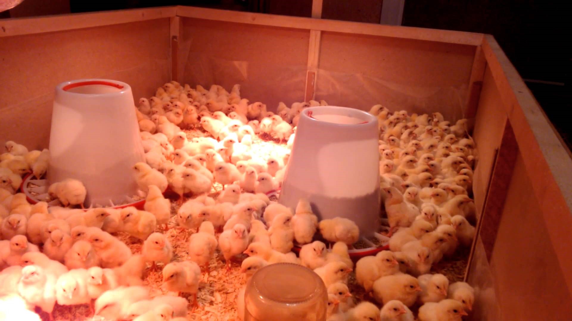 Как вырастить бройлерных цыплят в домашних условиях