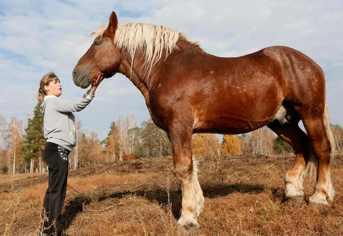 Породы лошадей тяжеловозов и их характеристики
