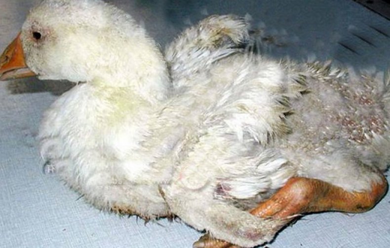 Почему у цыплят опущены крылья — причины, описание проблем и их решение