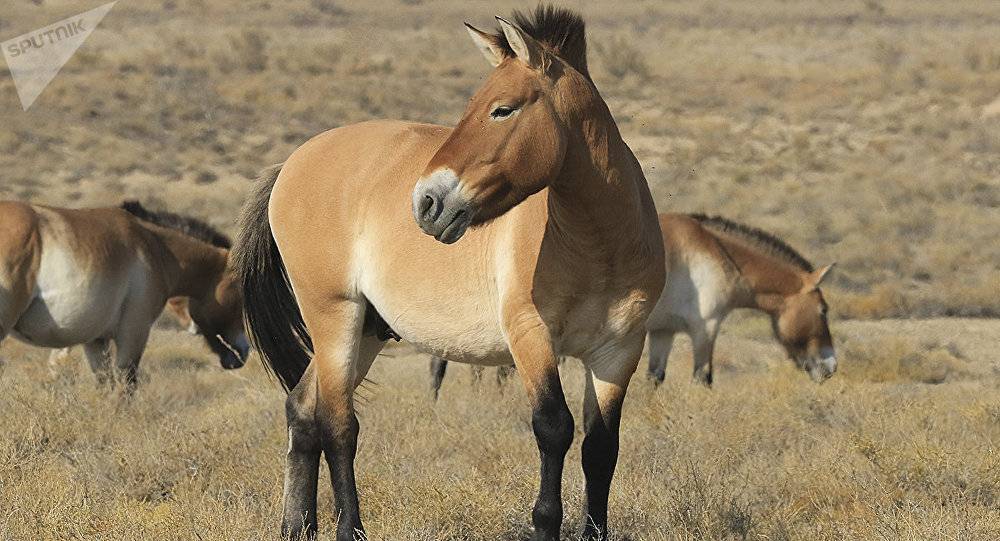 Лошадь пржевальского: краткое описание вида диких коней. где обитает, чем питается и почему так называется.