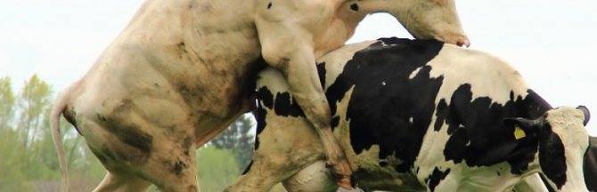✅ о кровяных выделениях у коровы после покрытия и кале с кровью у быка и теленка - tehnomir32.ru