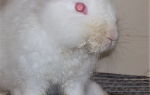 Инфекционный стоматит кроликов (слюнотечение, везикулярный стоматит, мокрая мордочка) / omedvet