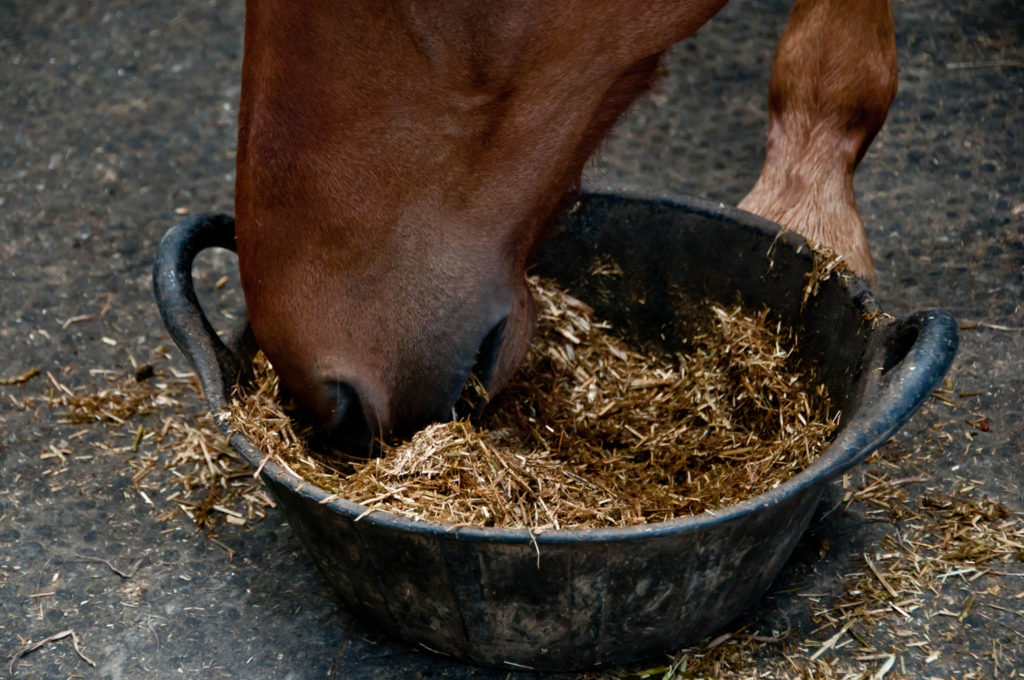 Содержание и уход за лошадьми в домашних условиях: выпас, кормление, случка, расходы