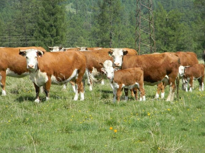 Коровы породы казахская белоголовая: как ухаживать и чем кормить в домашних условиях