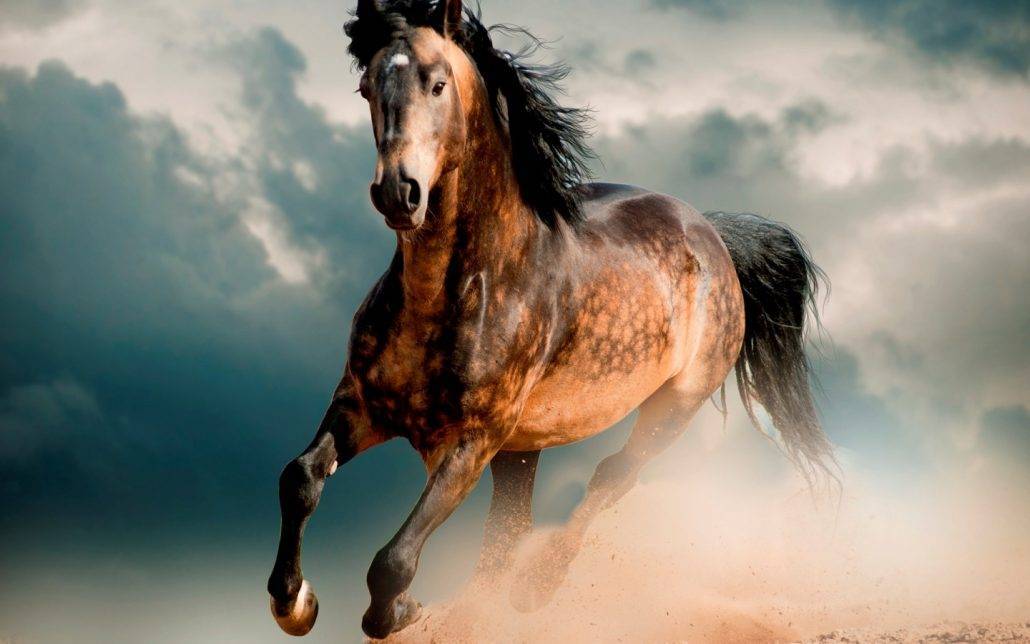 О красивых лошадях: обзор самых прекрасных лошадиных пород в мире