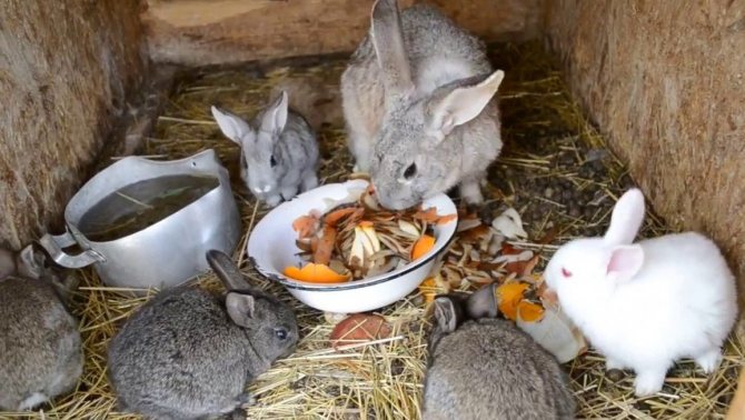 Можно ли давать кроликам крапиву: польза и вред, нормы кормления