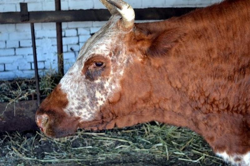 Болезни коров и их симптомы: описание и лечение основных заболеваний крс