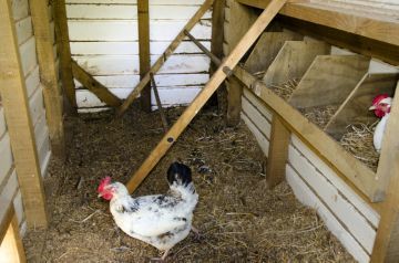 Сколько дней курица сидит на яйцах, чтобы вывести цыплят? процесс насиживания и его продолжительность