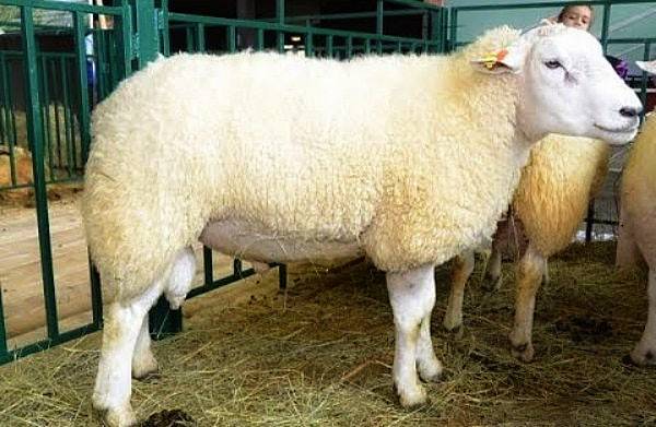 Мясные породы овец: характеристика, основные показатели, какую лучше выбрать для разведения