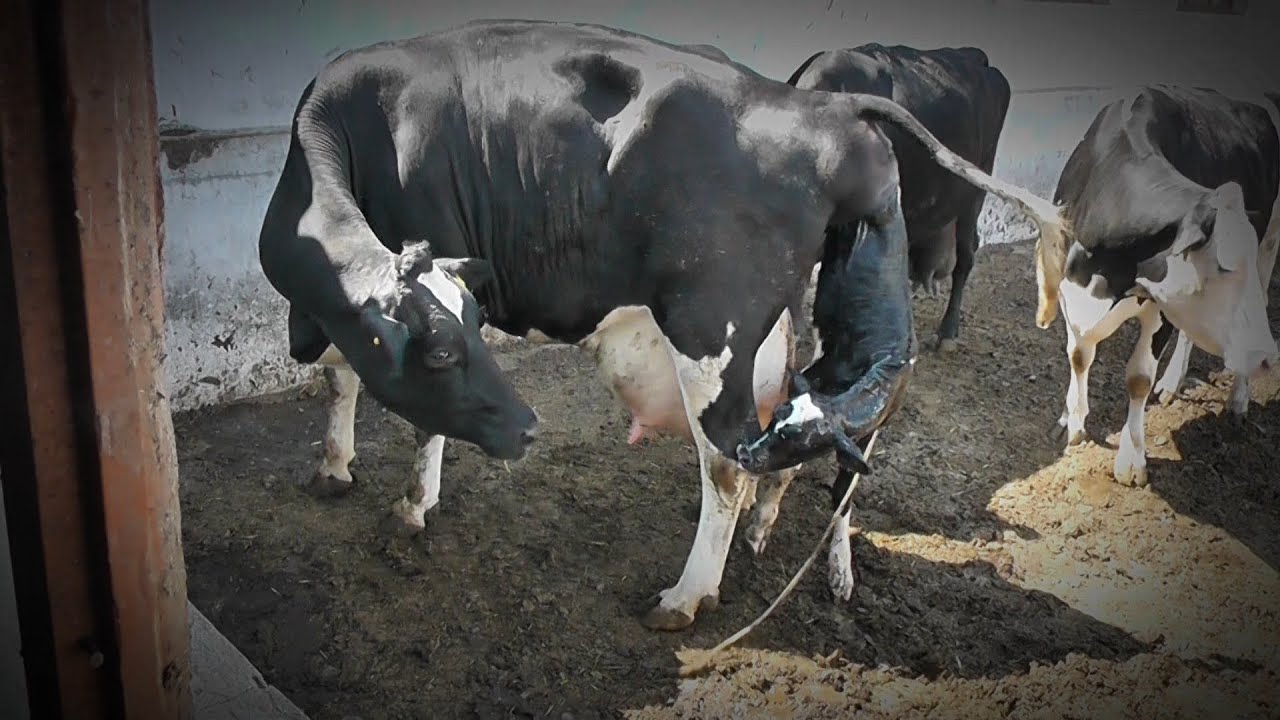 Сколько дней корова вынашивает теленка или срок беременности в месяцах и как происходит процесс