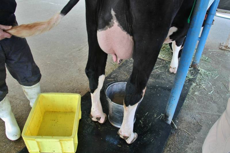 Если у коровы кровь в молоке: что делать, причины
