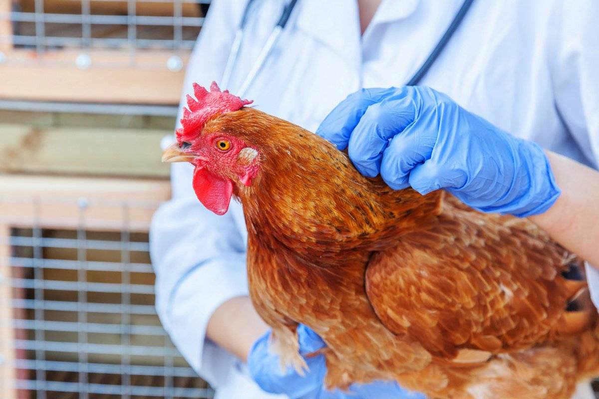 Как лечить сальмонеллез у домашних кур? лучше утилизировать
