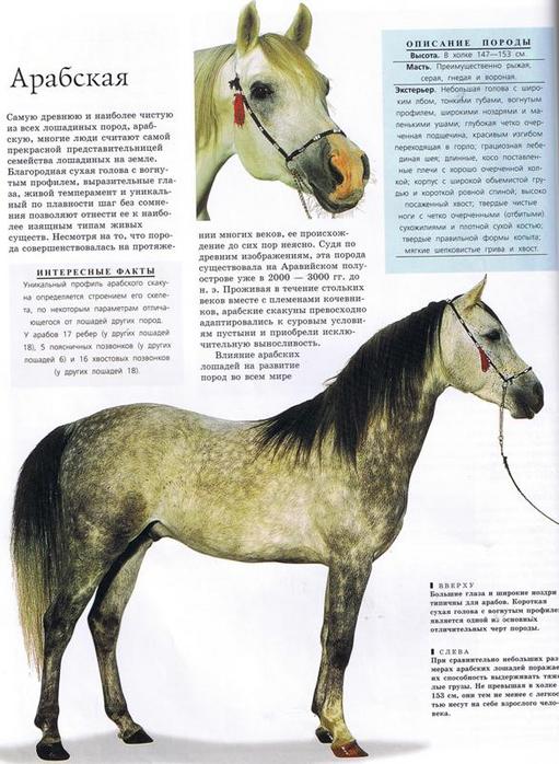 Породы лошадей — название, описание