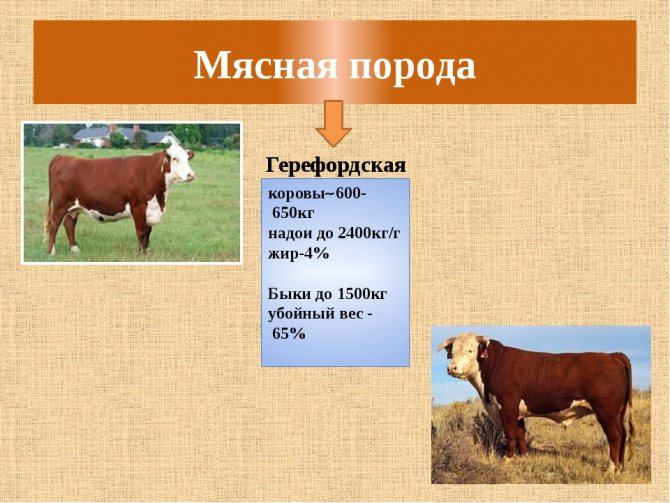 Молочная ярославская порода коров