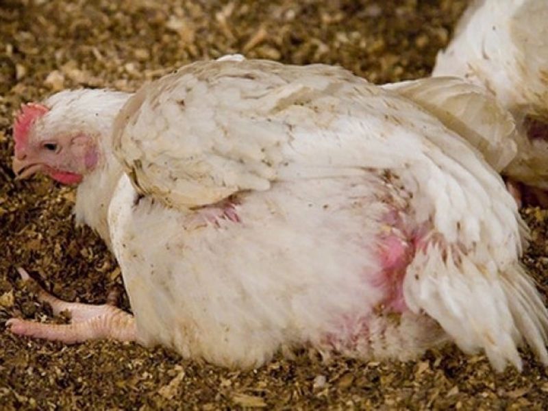 Что сделать чтобы курица не садилась на яйца - эффективные методы