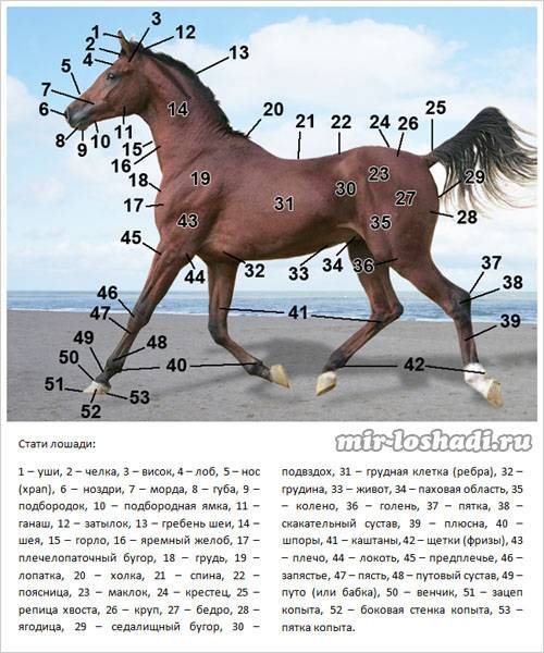 О русских породах лошадей: забайкальская, алтайская, русская верховая
