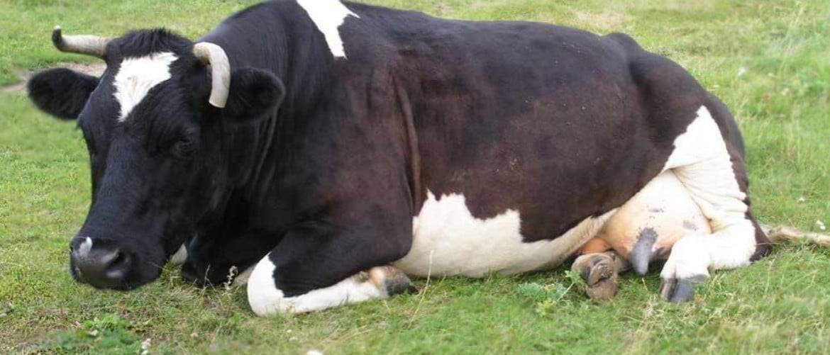 Симптомы кетоза у коров, причины его появления, рекомендованное лечение
