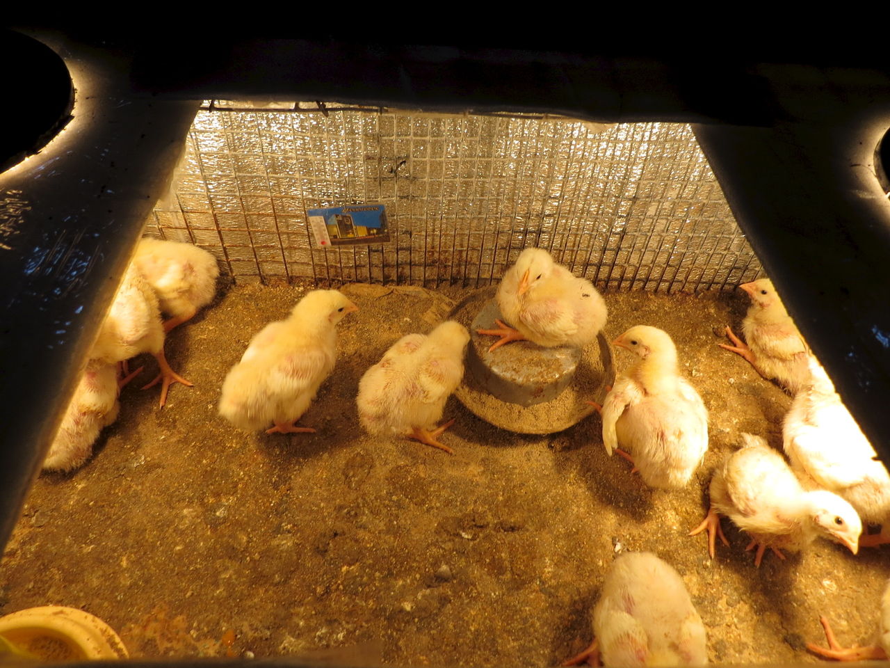 Выращивание бройлеров в домашних условиях: отличия технологии  и сложности содержания в клетках, породы, кормление, уход за цыплятами и разведение кур