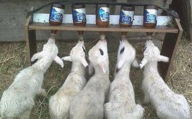 Разведение и выращивание коз как бизнес в домашних условиях 2020