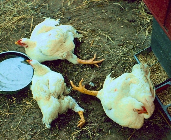 Курица не может снести яйцо: что делать и как ей помочь? признаки, порядок действий и меры профилактики