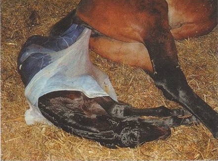 Беременность лошади: сколько месяцев длится, продолжительность в днях, как определить какой срок