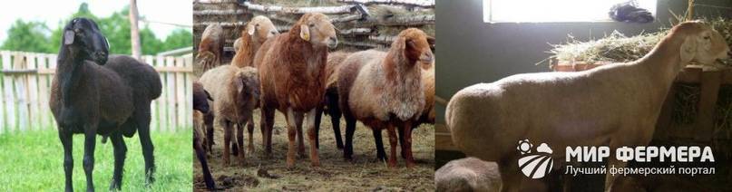 Краткая характеристика эдильбаевской породы овец: содержание, разведение, преимущества и недостатки