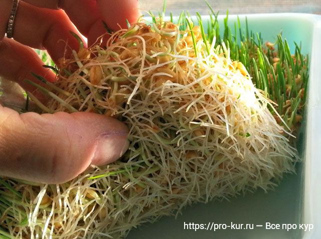 Как проращивать пшеницу дома, самая подробная инструкция