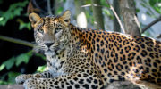 Цейлонский леопард — уникальный представитель фауны Шри-Ланки