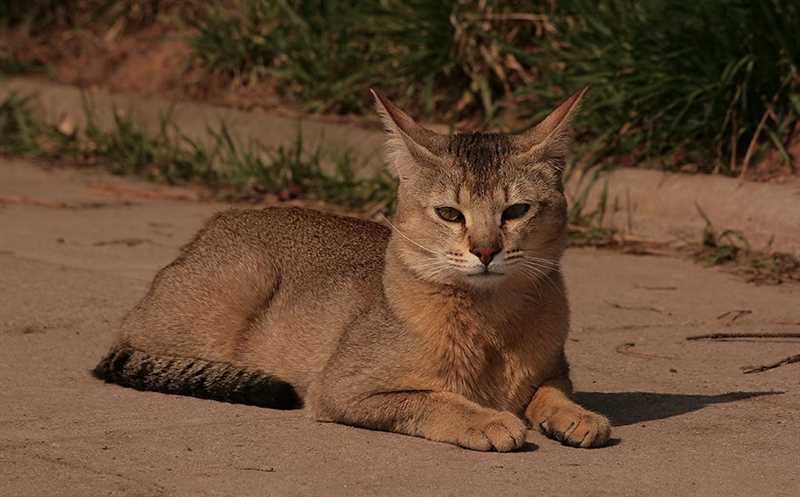 Чаузи (Хауси): плюсы и минусы, характеристики породы кошек, сравнение с похожими породами