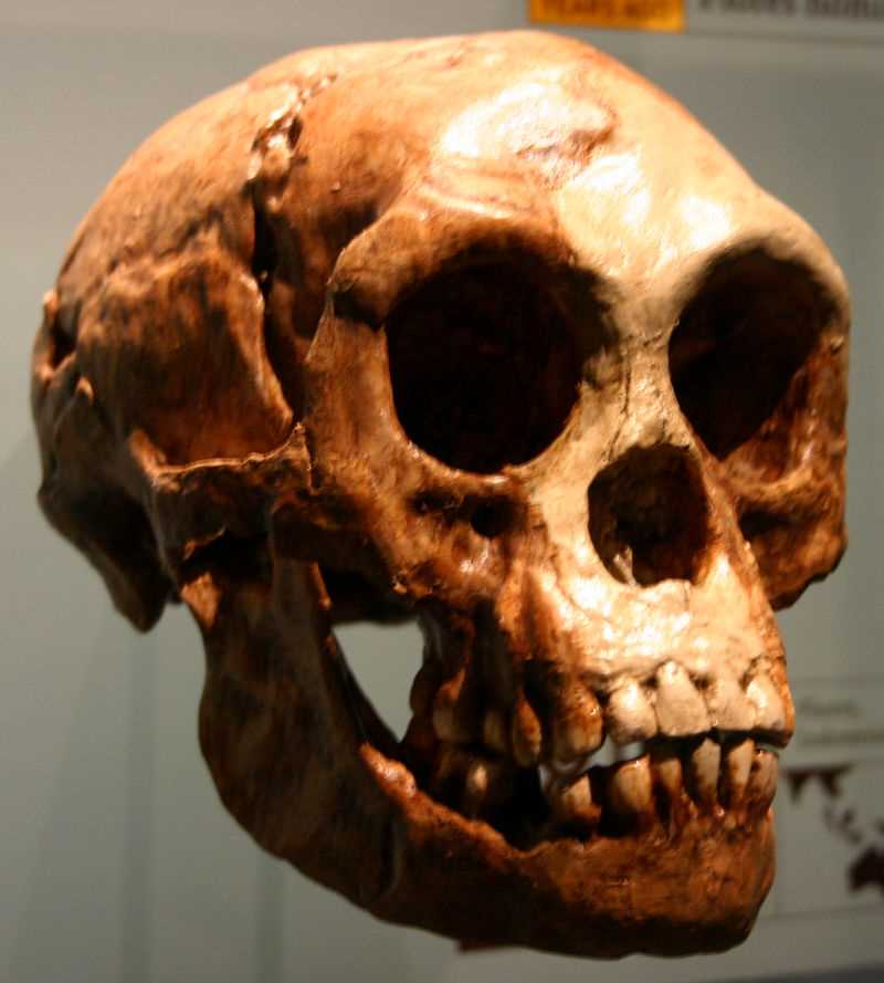 Значение открытия Homo floresiensis для науки и антропологии