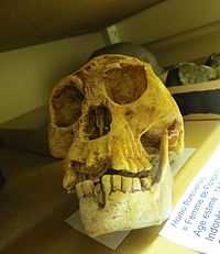 Интеллект Homo floresiensis и его возможности