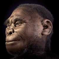 Описание внешности и анатомии Homo floresiensis