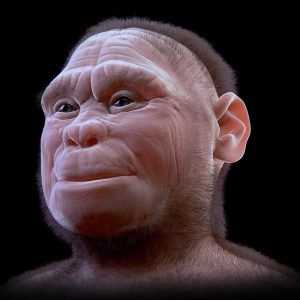 Человек флоресский (Homo floresiensis)