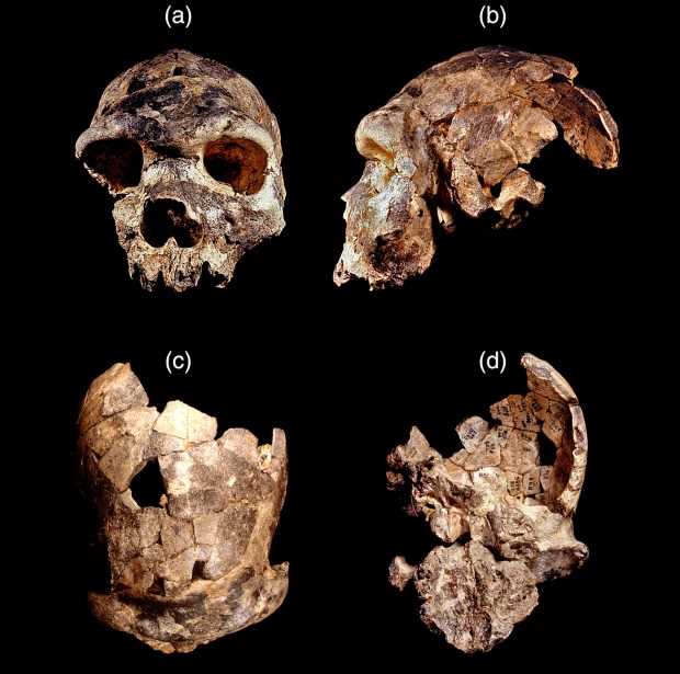 Распространение и география обитания Homo bodoensis