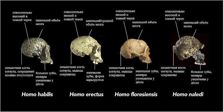 Таблица 1: Сравнение размеров черепа Homo naledi и Homo sapiens